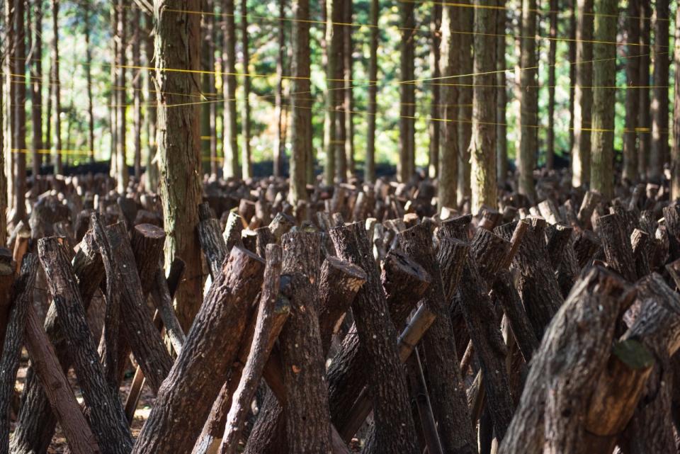 Usa Jingu Shrine area forbidden to all but priests